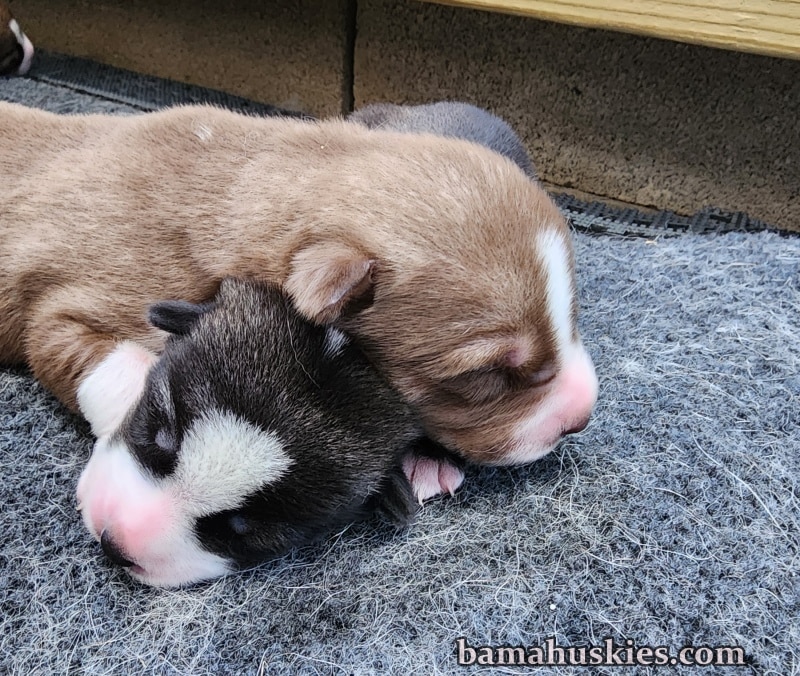 Litter of husky puppies for sale