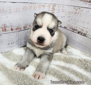 grey and white husky puppy