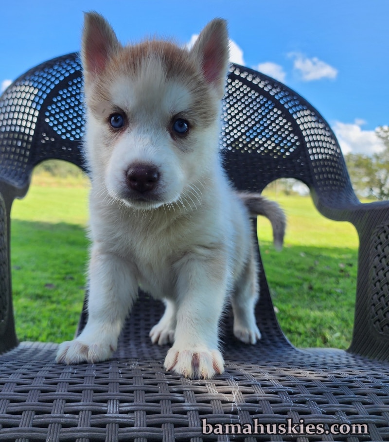 copper female husky puppy for sale