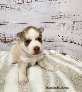red and white female husky puppy 