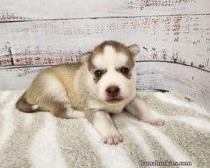 red and white female husky puppy