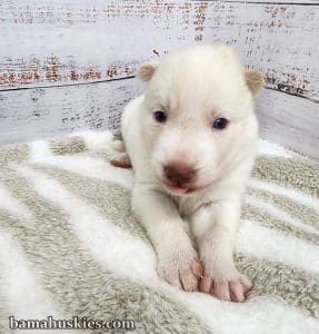 white male husky puppy