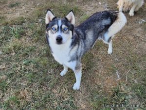 sable husky