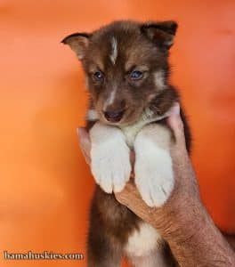 Copper husky puppy for sale