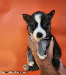 agouti husky puppy for sale