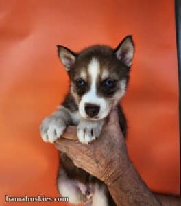 Copper husky puppy for sale