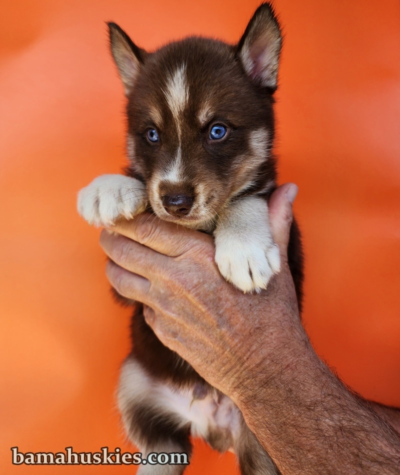 Copper husky puppy for sale