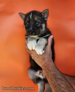 agouti husky puppy for sale