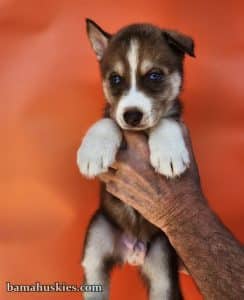 Copper husky puppy for sale