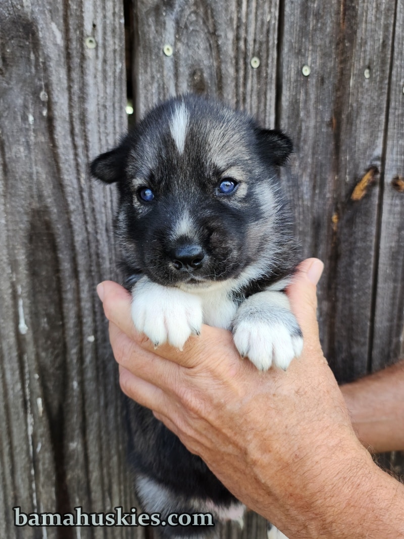 Agouti husky puppy for sale