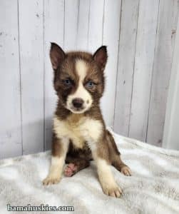 copper and white female husky puppy for sale