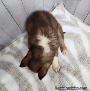 copper and white female husky puppy for sale