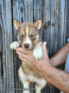 copper and white husky puppies for sale