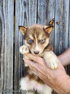 copper and white husky puppies for sale