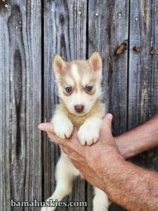 copper and white husky puppies for sale