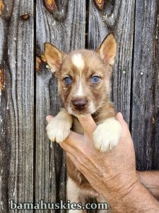 copper and white husky puppies for sale