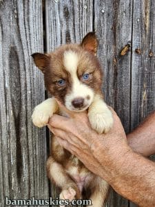 copper and white husky puppies for sale