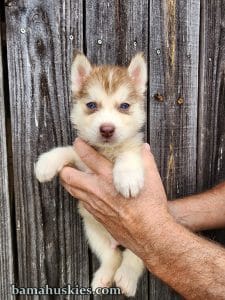copper and white husky puppies for sale