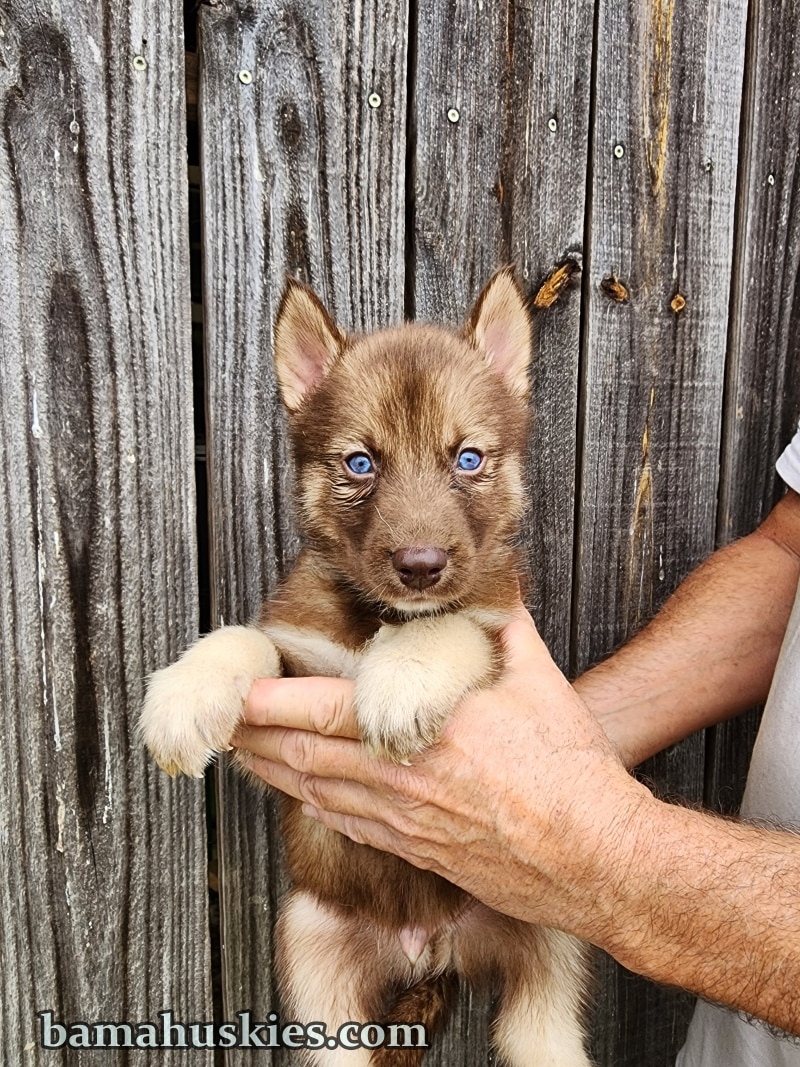 copper and white husky puppies for sale