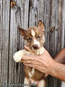 copper and white husky puppies for sale