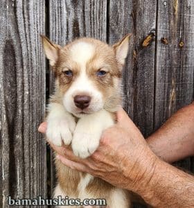 copper and white husky puppies for sale