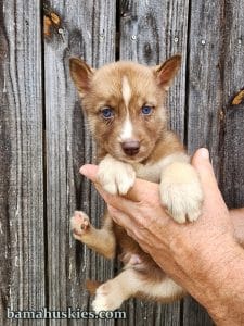 copper and white husky puppies for sale