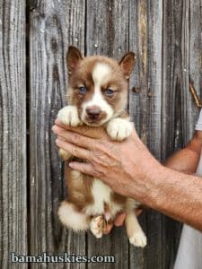 copper and white husky puppies for sale