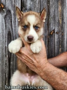 copper and white husky puppies for sale