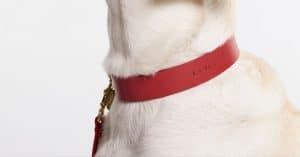 husky name tag