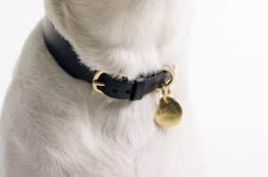 husky name tag