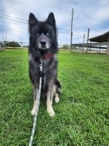 ragnar of dane a dirty faced dark agouti husky