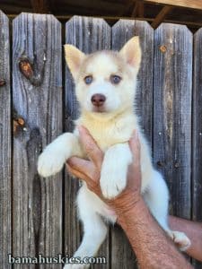 red and white husky puppy with blue eyes.