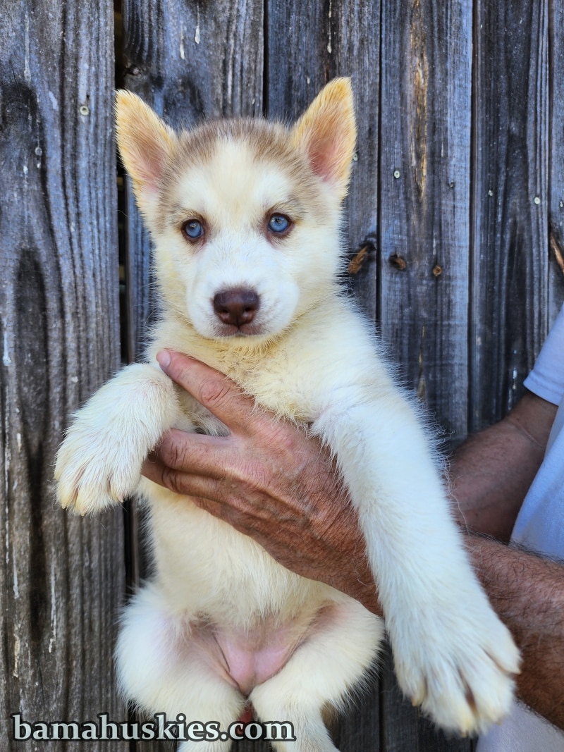red and white husky puppy with blue eyes.