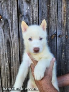white male husky puppy with blue eyes.