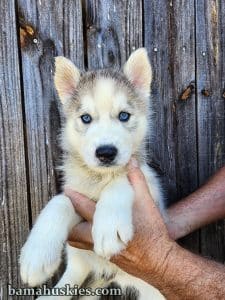 grey and white husky puppy male with blue eyes.