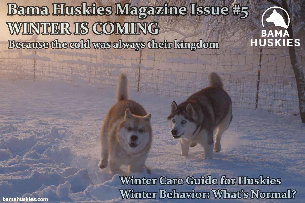 bama huskies online magazine