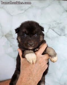 agouti husky puppy for sale