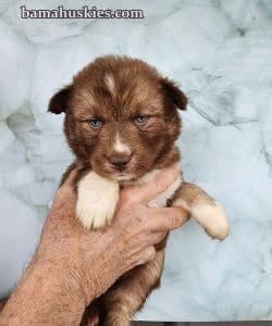 copper and white husky puppy for sale