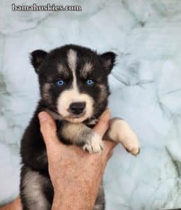 agouti husky puppy for sale