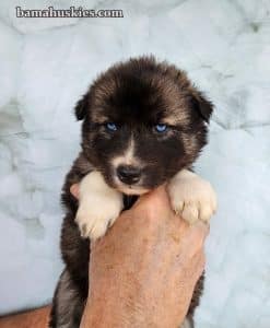 agouti husky puppy for sale