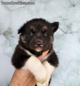 agouti husky puppy for sale