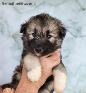 agouti husky puppy for sale