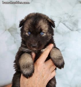 agouti husky puppy for sale