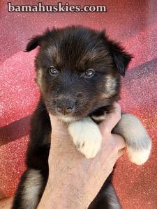 agouti husky puppy for sale