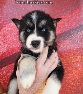 agouti husky puppy for sale