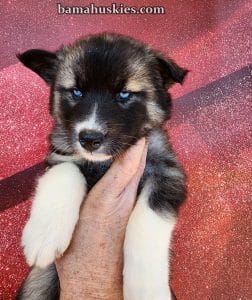 agouti husky puppy for sale