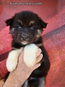 agouti husky puppy for sale