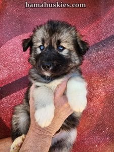 agouti husky puppy for sale