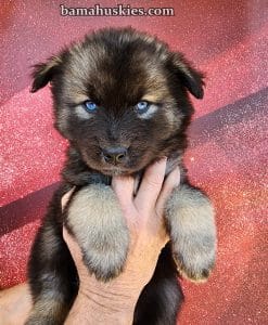 agouti husky puppy for sale