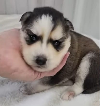 husky puppies for sale